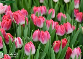 Tulipa Globe ® (3)